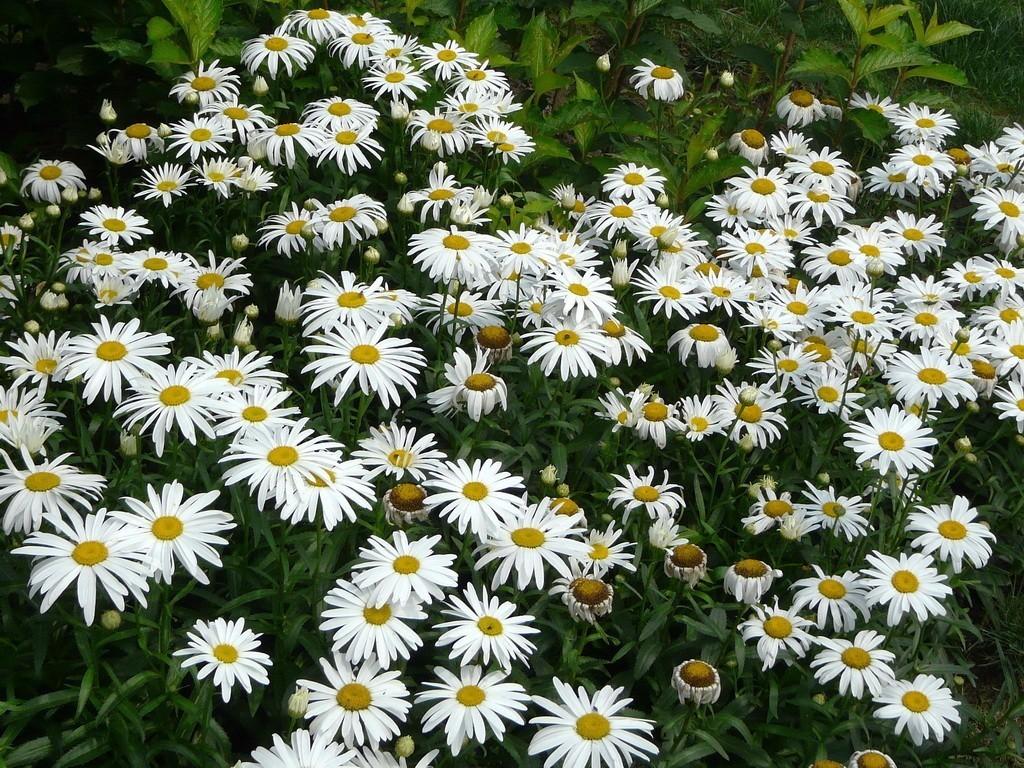 常见草本植物图片大全,十种罕见又美丽的植物图片