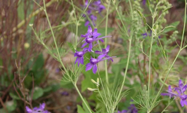 这13种开紫色花的花卉你认识几种,常见的紫色的花卉大全及图片