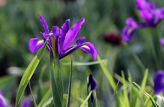 这13种开紫色花的花卉你认识几种,常见的紫色的花卉大全及图片