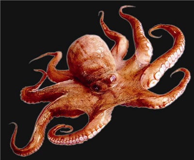 章鱼乌贼鱿鱼还在傻傻分不清吗,八爪鱼章鱼鱿鱼墨鱼乌贼哪种好吃