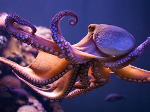 章鱼乌贼鱿鱼还在傻傻分不清吗,八爪鱼章鱼鱿鱼墨鱼乌贼哪种好吃