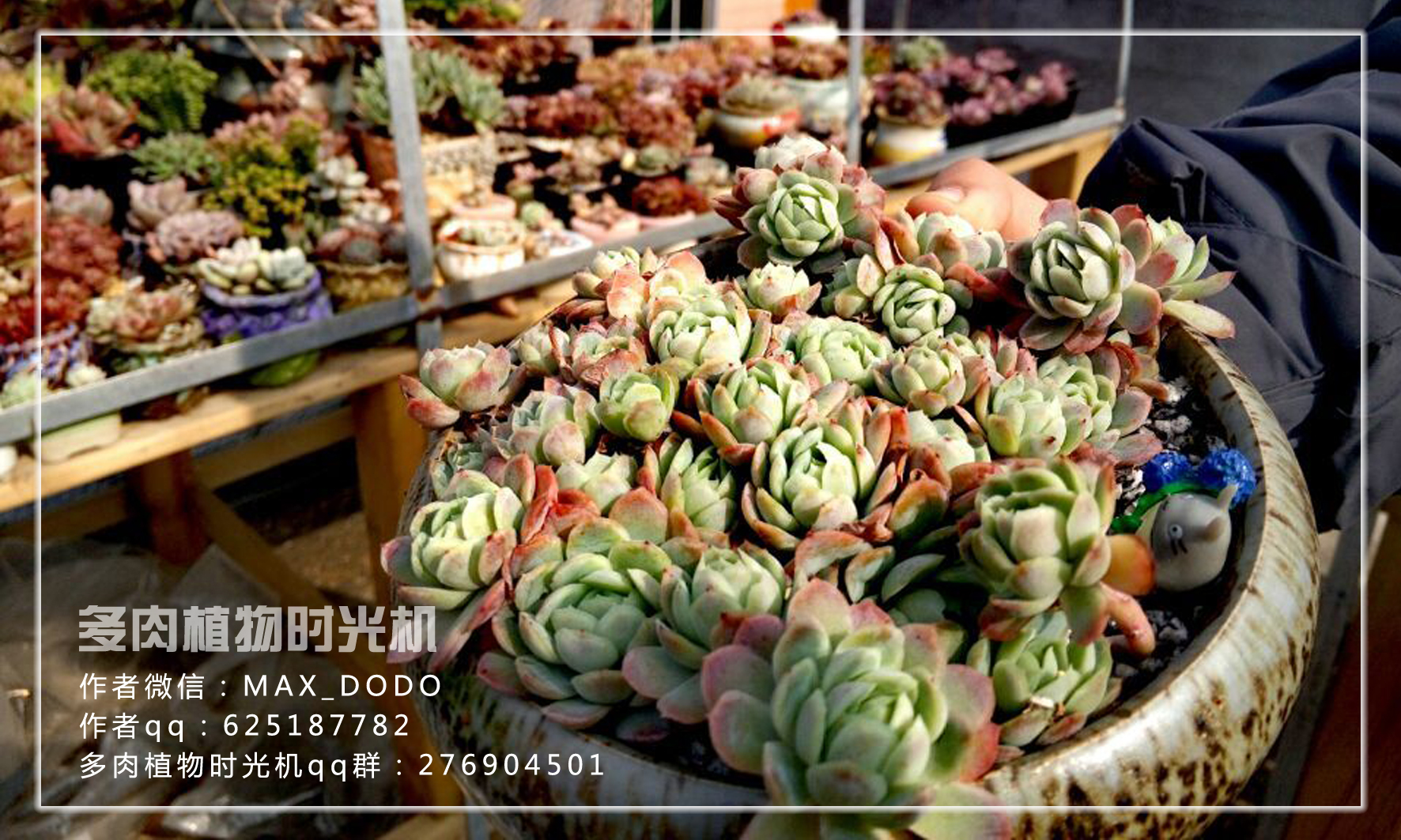 怎样养多肉植物才能长得好,如何才能养好多肉植物