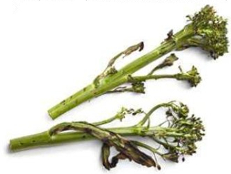 美式碳烤教程,正宗日式碳烤