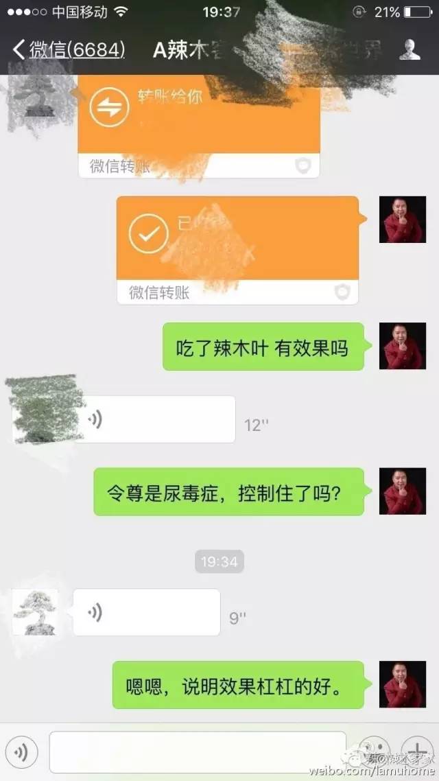 青钱柳辣木茶的功效与功能,辣木茶对肝的功效与功能