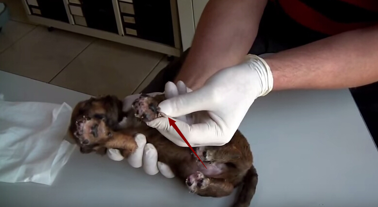 狗狗刚出生就被咬死,狗狗刚出生被轧死