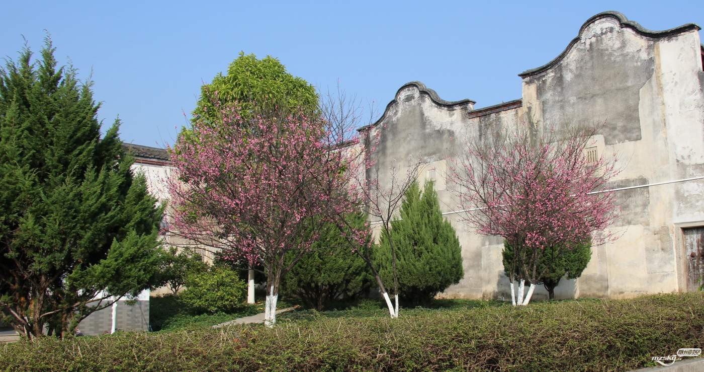 日本有樱花中国有什么花,日本有樱花还有什么花