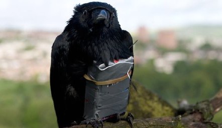 coldsteel冷兵器,coldsteel军用