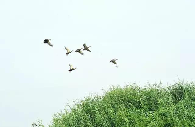 古典诗里的绝美意象,古代诗歌意象意境