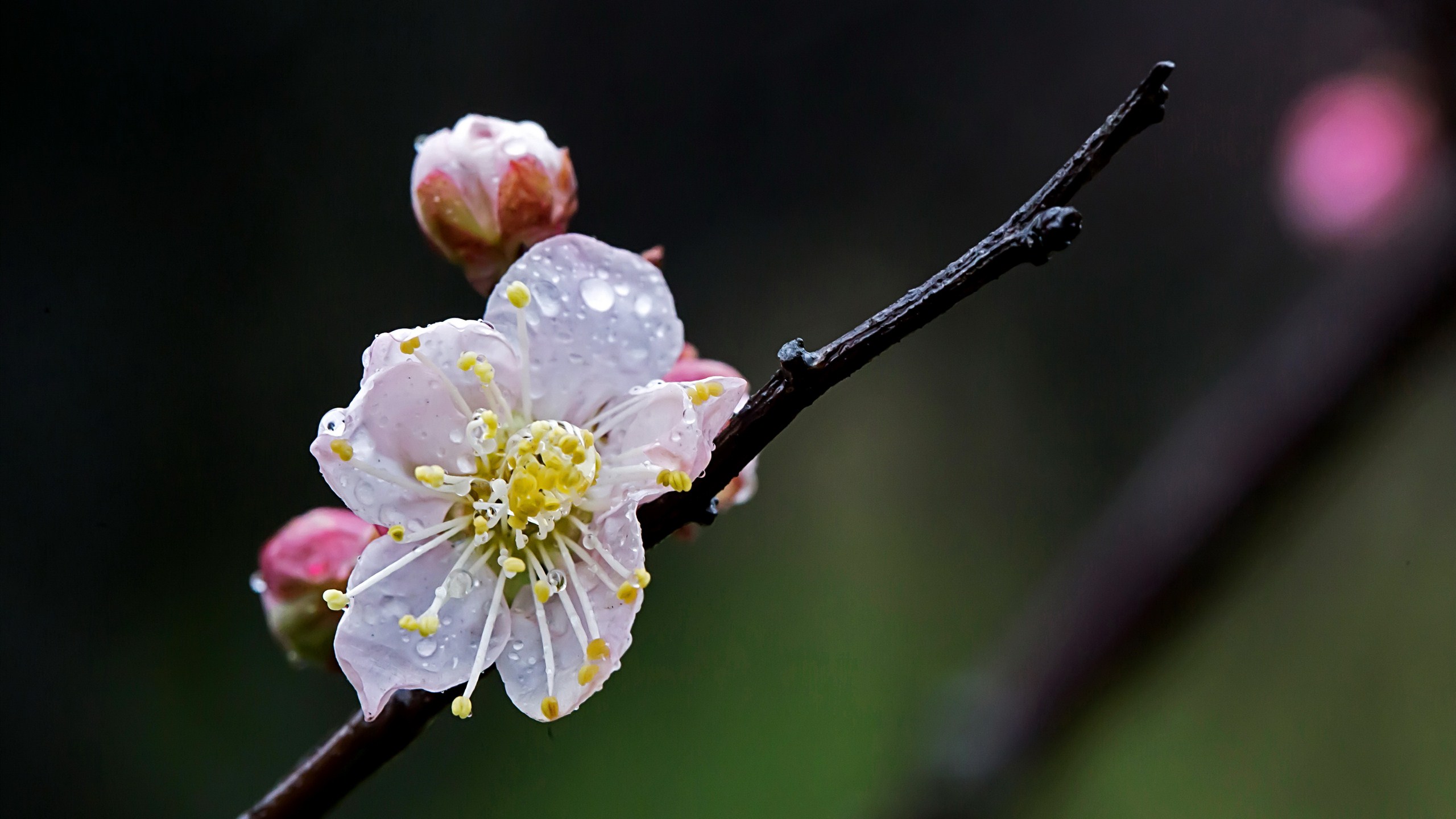 日本有樱花中国有什么花,日本有樱花还有什么花