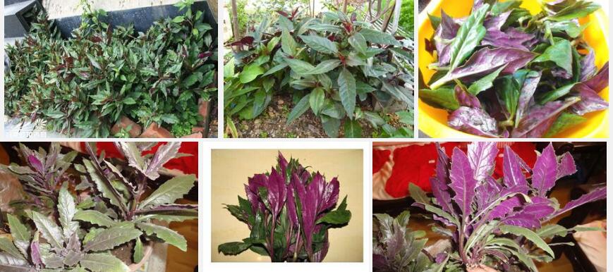 自家种的紫背菜要出水吗,天然补血菜紫背菜几月份种的