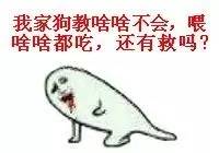 什么东西能够让狗变聪明,有什么办法能够让傻狗变成聪明狗