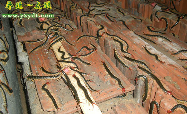 蜈蚣生活在什么环境,蜈蚣的生存环境