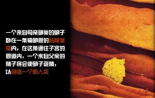 造人计划之前必须要做的几件事,造人是个很辛苦的事情