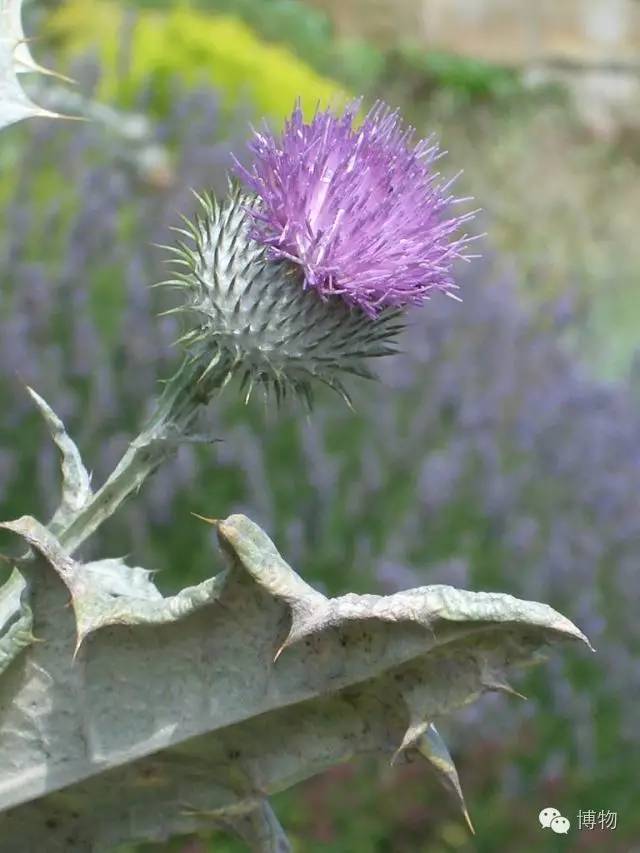 要去英国买买买啦？先认清楚英镑再说