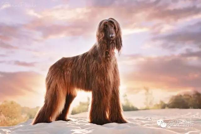 狗狗掉毛毛发不亮,怎样防止狗狗的毛褪色