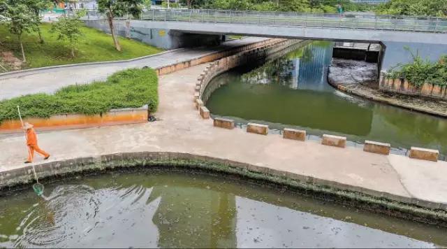 还你一个五星级的深圳湾！水质变清，小鱼小虾都回来啦