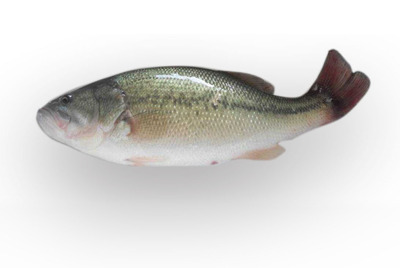 煎鱼皮怎么煎不掉皮,煎鱼怎么煎又香又脆又干