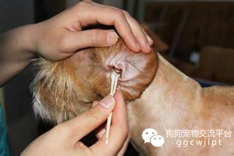 经验丨狗狗得了螨虫莫发愁掌握方法是要害！