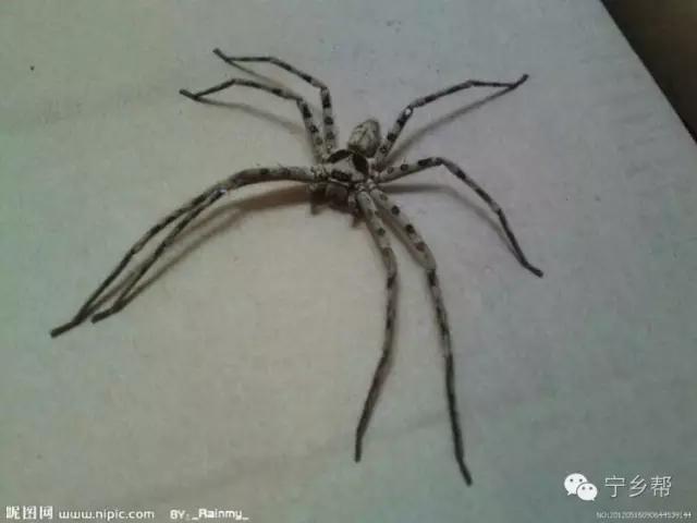 湖南乡村记实《童年杂记——虫伴》，值得一读！