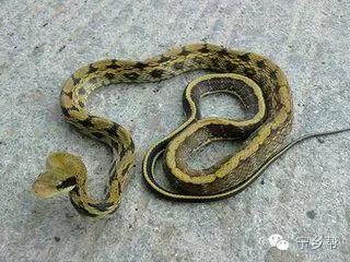 湖南乡村记实《童年杂记——虫伴》，值得一读！