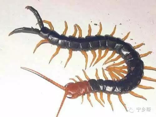 湖南乡村记实《童年杂记——虫伴》，值得一读！