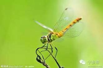 湖南乡村记实《童年杂记——虫伴》，值得一读！