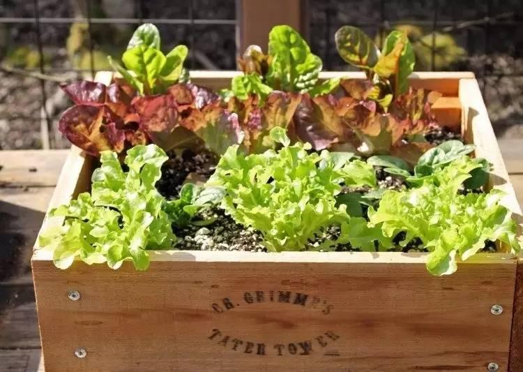 各种花盆搭配什么绿植,合适搭配装饰花盆的小植物