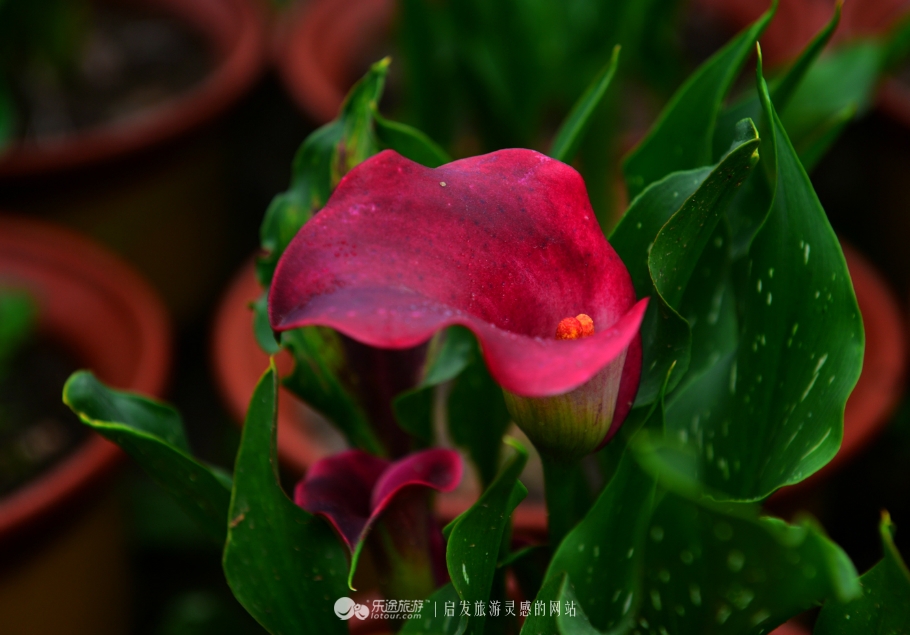 红石沟油菜花,红石沟秋景