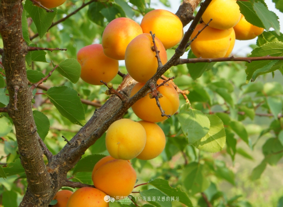 红石沟油菜花,红石沟秋景