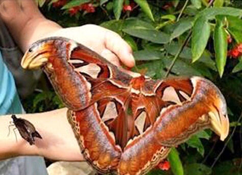 动物奇缘发生在哪里,动物奇缘完全版