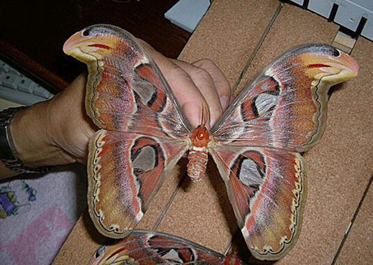 动物奇缘发生在哪里,动物奇缘完全版