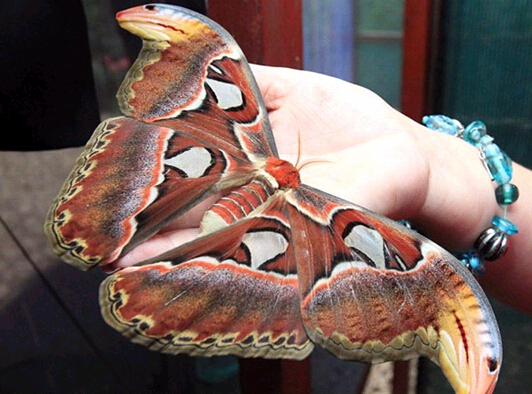 动物奇缘发生在哪里,动物奇缘完全版