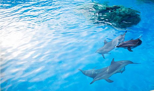 带小孩珠海长隆海洋王国攻略最新,暑假母子俩游览珠海长隆海洋世界