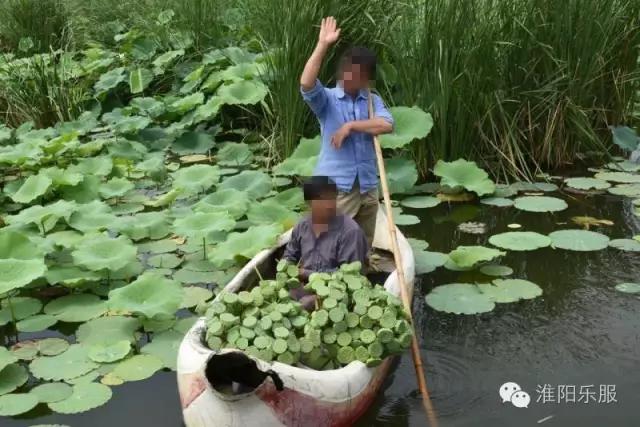 周口淮阳区龙湖赏荷,淮阳赏荷旅游开幕时间