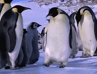 海洋动物 | 萌萌哒的企鹅君 在上古时期是洪荒巨兽！？