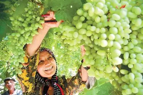 推荐几款好吃又好种的葡萄品种,葡萄里面哪个品种最甜最好吃