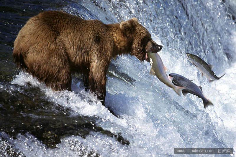 挪威三文鱼和挪威三文鱼,挪威三文鱼是不是有问题