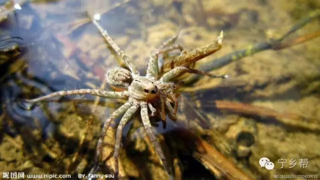 湖南乡村记实《童年杂记——虫伴》，值得一读！