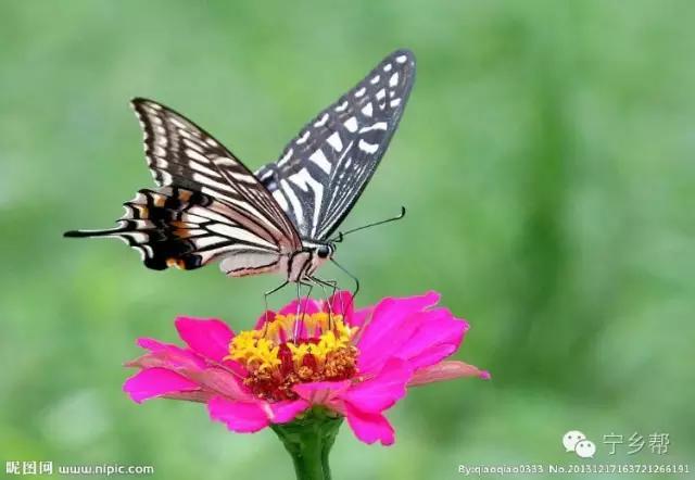 湖南乡村记实《童年杂记——虫伴》，值得一读！