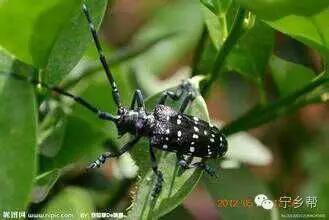 湖南乡村记实《童年杂记——虫伴》，值得一读！