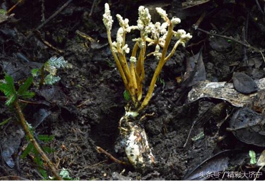 冬虫夏草和金蝉花有什么关系,金蝉花比冬虫夏草早几年入药