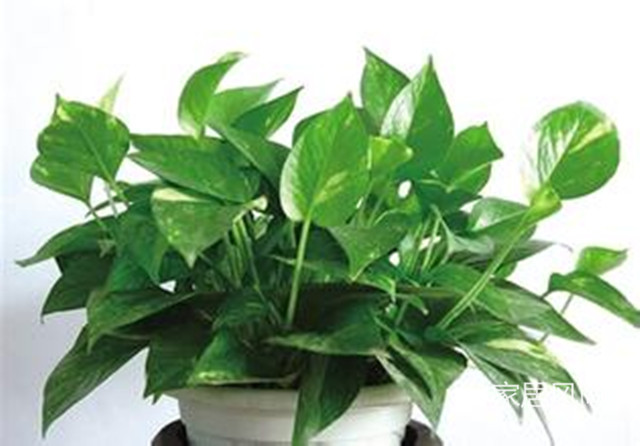 孕妇能够养净化空气的室内植物,室内合适孕妇净化空气的植物