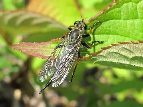 牛虻人畜皆害的吸血虫,遇见吸血虫牛虻怎么办
