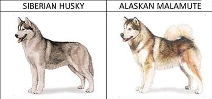 阿拉斯加雪橇犬和哈士奇的区别,阿拉斯加雪橇犬和哈士奇区别