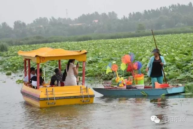 周口淮阳区龙湖赏荷,淮阳赏荷旅游开幕时间