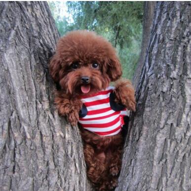 泰迪犬的7大缺点饲养前请三思,泰迪犬的5大缺点