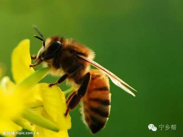 湖南乡村记实《童年杂记——虫伴》，值得一读！