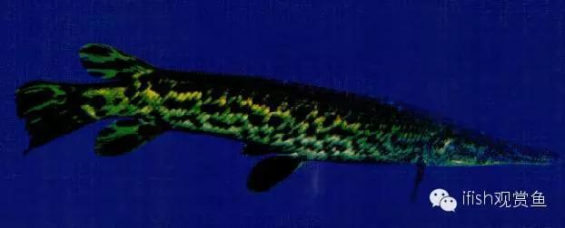 火箭鱼的生活习性,火箭鱼生活习性