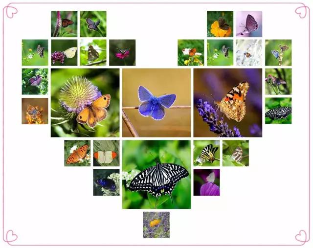 太原惊现史上最虐心的蝶萤文化节！爱我就带我去与蝶共舞、与萤作