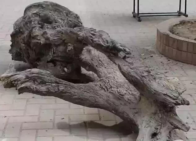 老宅发现100年前乌木,江西小山村挖出价值1亿的乌木